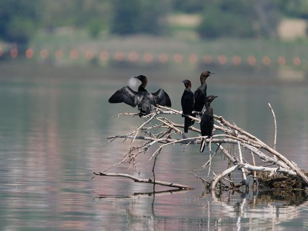 <h3><a href="/trips/Greece/biota/animalia/chordata/aves/016 suliformes/003 phalacrocoracidae/microcarbo pygmeus/microcarbo pygmeus-nl.html">Microcarbo&nbsp;pygmeus</a> / Pygmy&nbsp;cormorant / Dwergaalscholver</h3>OM-1 Mark II met OLYMPUS M.150-400mm F4.5 TC, 1/2000 sec  bij F5.6, ISO 500, afstand 68.2&nbsp;m